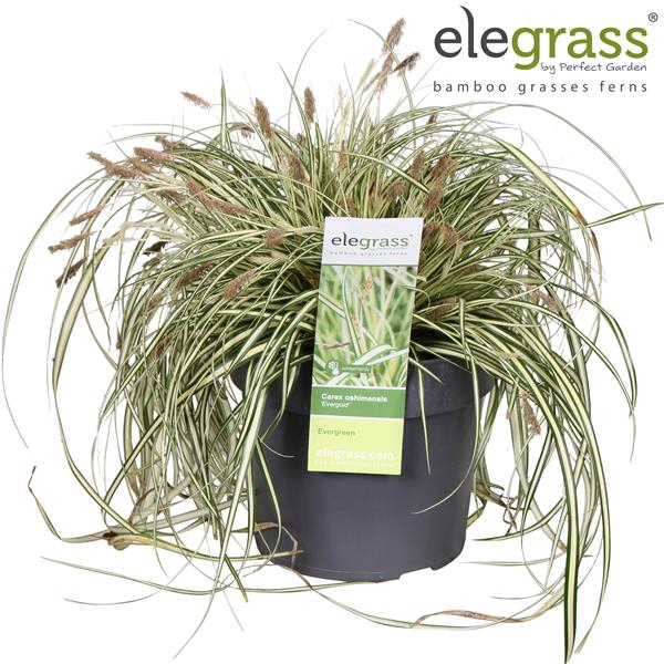 <h4>Carex hachijoensis 'Evergold' P19</h4>