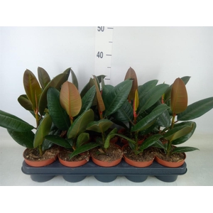 Ficus elastica 'Robusta'