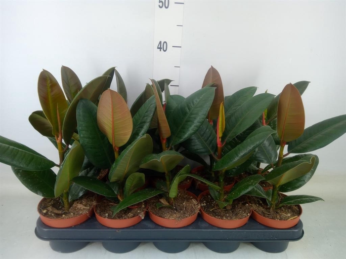 <h4>Ficus elastica 'Robusta'</h4>
