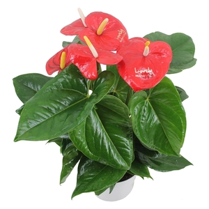 Anthurium XL.88 Aloha Red met airbrush moederdag wens (ook in andere potmaten verkrijgbaar)