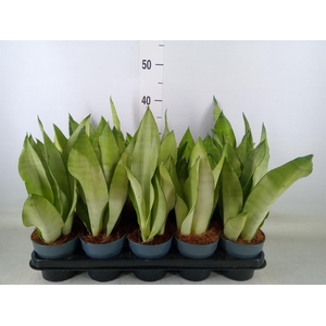 Sansevieria trifa. 'Moonshine'