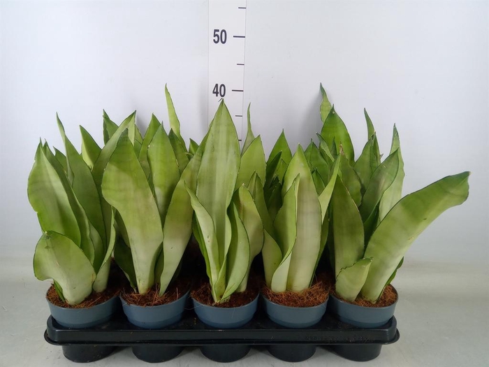 <h4>Sansevieria trifa. 'Moonshine'</h4>
