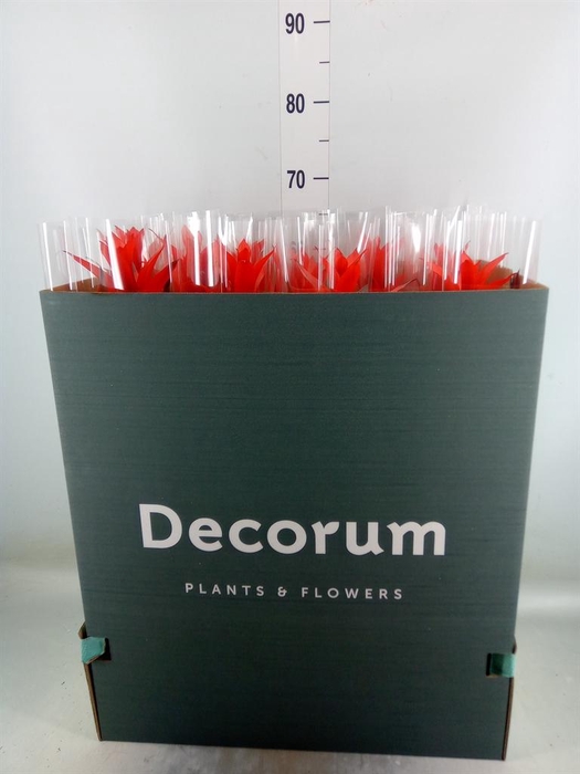 <h4>Guzmania  'Ostara'</h4>