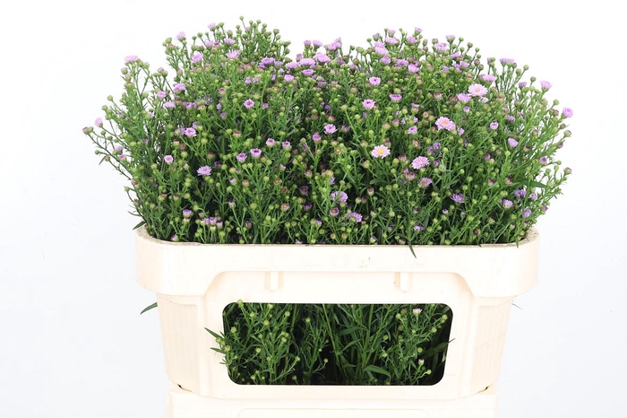 <h4>Aster Painted Lady</h4>