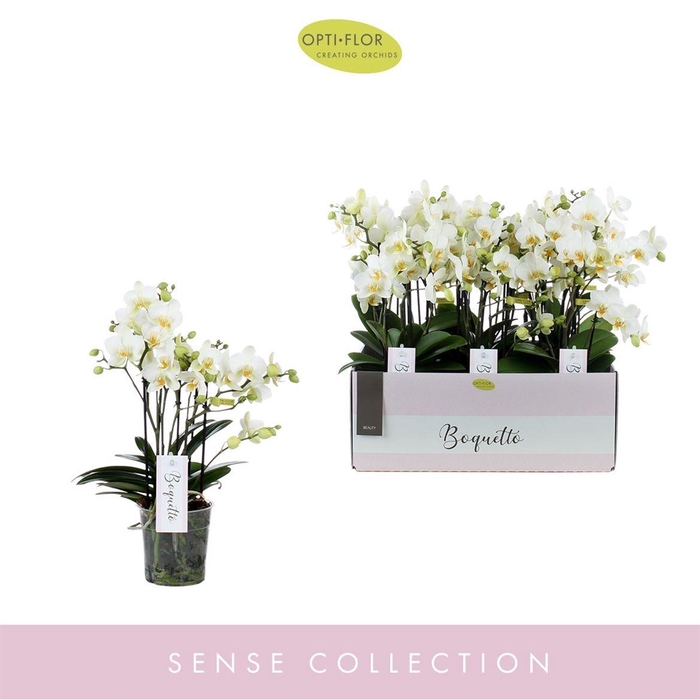 <h4>Phal Boquetto Beauty 3-5 Tak</h4>