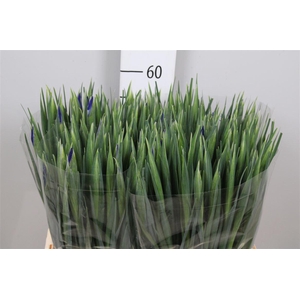 Iris Prof Blaauw