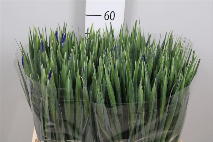 <h4>Iris Prof Blaauw</h4>