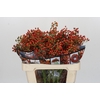 Rozenbottel Autumn Rosefruits