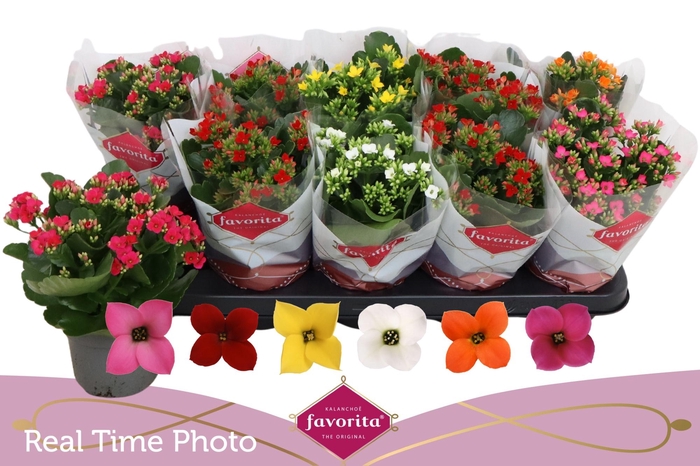 <h4>KAL EN GEM 6 KL</h4>