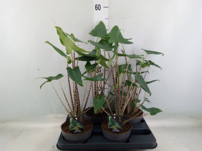 <h4>Alocasia zebrina 'Siberian Tiger'</h4>