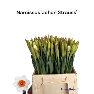 NARC G JOHAN STRAUSS