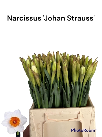 <h4>NARC G JOHAN STRAUSS</h4>