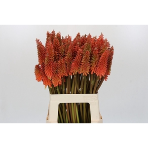 Kniphofia  'Alcazar'