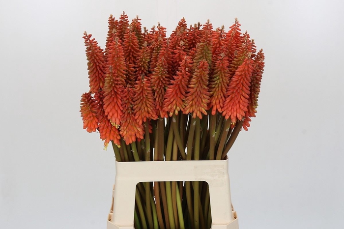 <h4>Kniphofia  'Alcazar'</h4>
