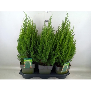 Juniperus chinensis 'Stricta'
