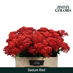 Sedum L55 Klbh. Rood