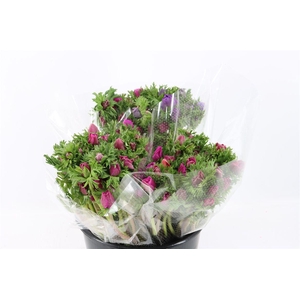 Anem Marianne Orchid