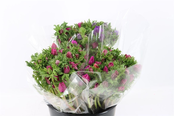 <h4>Anem Marianne Orchid</h4>