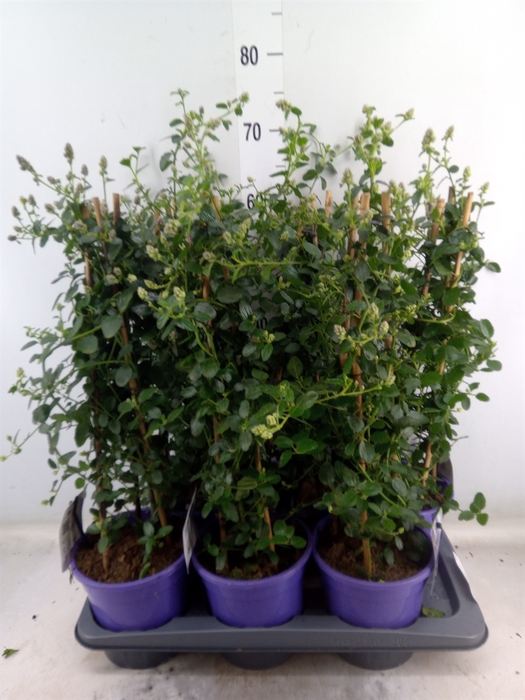 <h4>Ceanothus thyrsiflorus var. repens</h4>