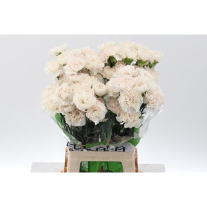 Dianthus st moon golem