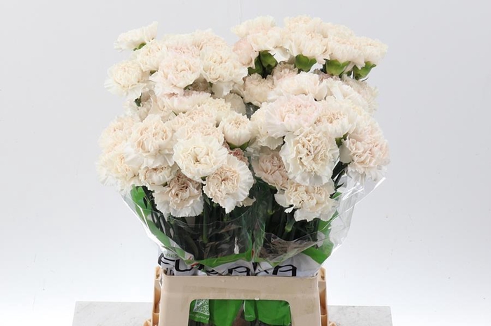 <h4>Dianthus st moon golem</h4>