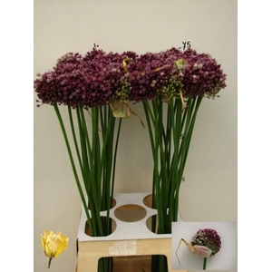 ALLIUM PURPL MYSTERY