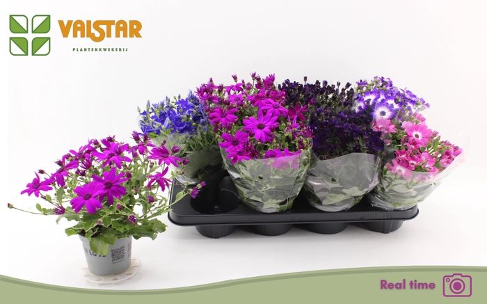 <h4>Peri C Man Gem</h4>