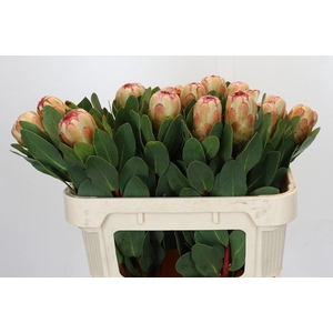 PROTEA GRANDICOLOR