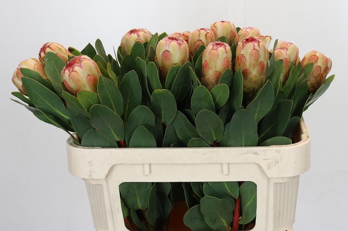 <h4>PROTEA GRANDICOLOR</h4>