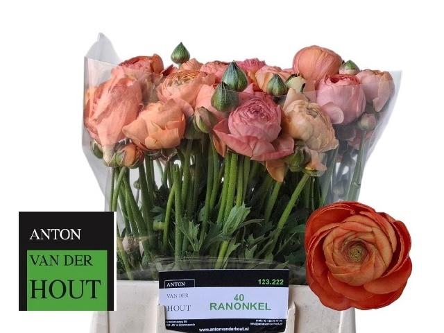 <h4>RAN AAZUR SALMON</h4>