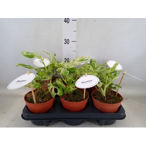 Monstera   ...