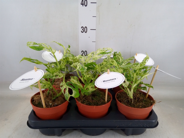 <h4>Monstera   ...</h4>