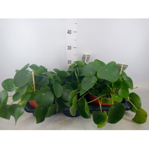 Pilea peperomioides