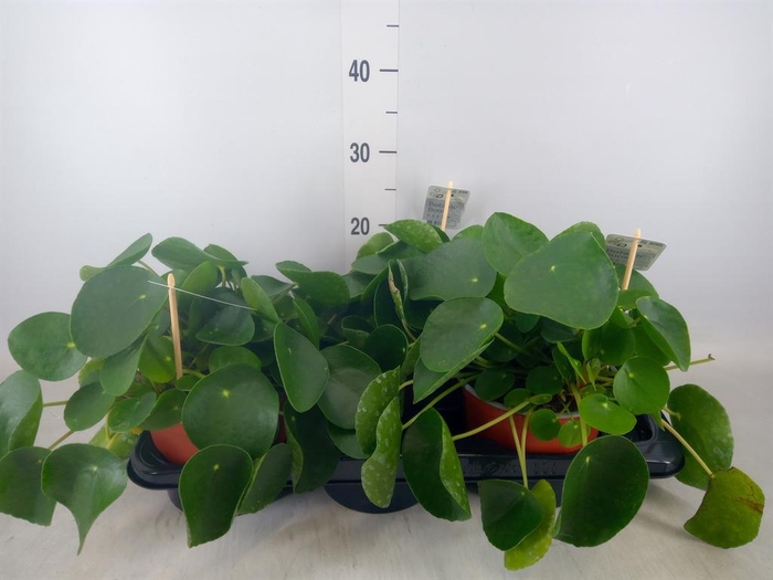 <h4>Pilea peperomioides</h4>