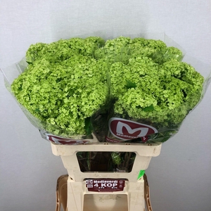 Viburnum Greenhouse 4 Kop Mediaverdi