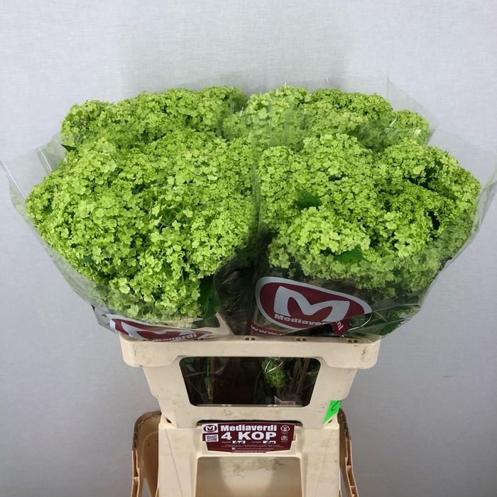 <h4>Viburnum Greenhouse 4 Kop Mediaverdi</h4>