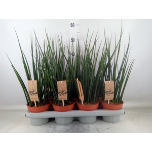 Sansevieria  'Fernwood'