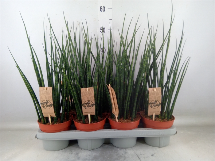 <h4>Sansevieria  'Fernwood'</h4>