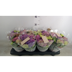 Hydrangea mac. 'Tabletensia'