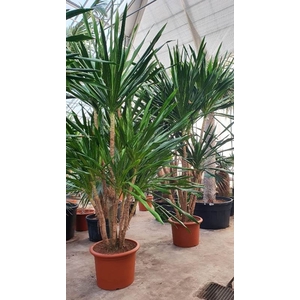 Dracaena