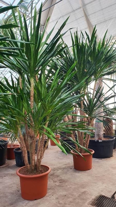 Dracaena