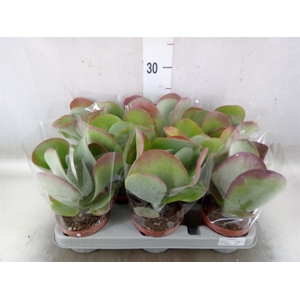 Kalanchoe NF thyrsiflora 'Red Lips'