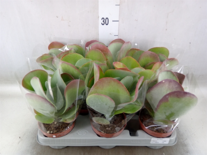 <h4>Kalanchoe NF thyrsiflora 'Red Lips'</h4>