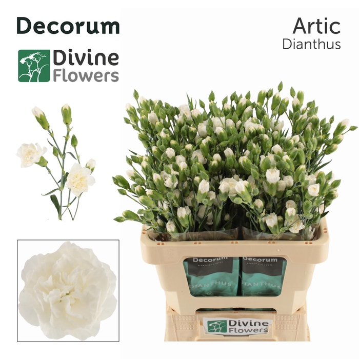 <h4>Di Tr Artic Divine</h4>