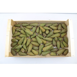 Pinecone Dennenappel Long X60
