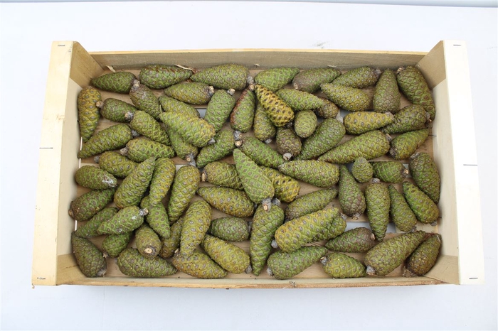 <h4>Pinecone Dennenappel Long X60</h4>