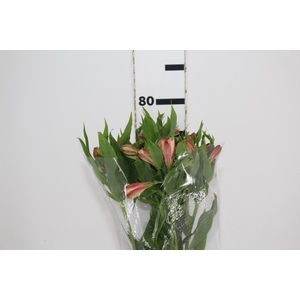 ALSTROEMERIA CANYON 080 CM