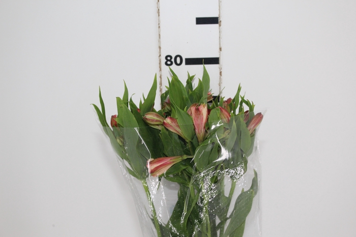ALSTROEMERIA CANYON 080 CM