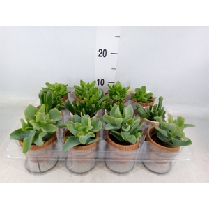 Arr.   Kamerplant Groen L%