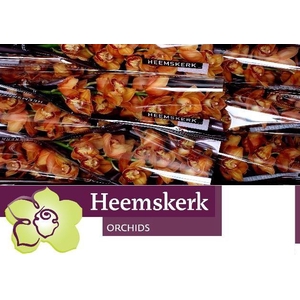 CYMB T MI BR ARANCIA